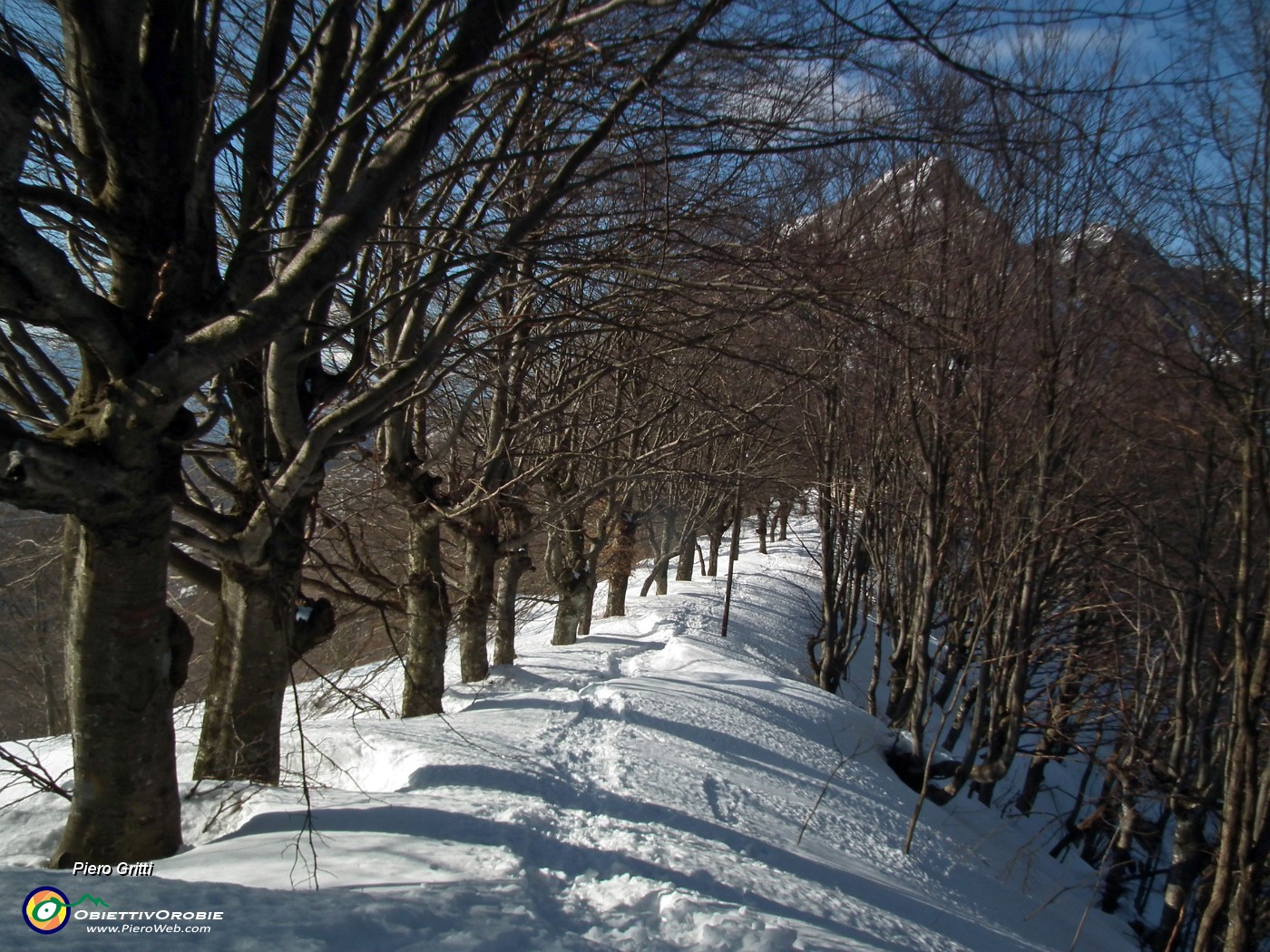 47 Viale alberato di faggi.JPG